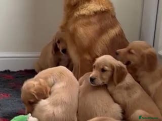 Golden Retriever dogs Golden retriever puppies - Advert 6