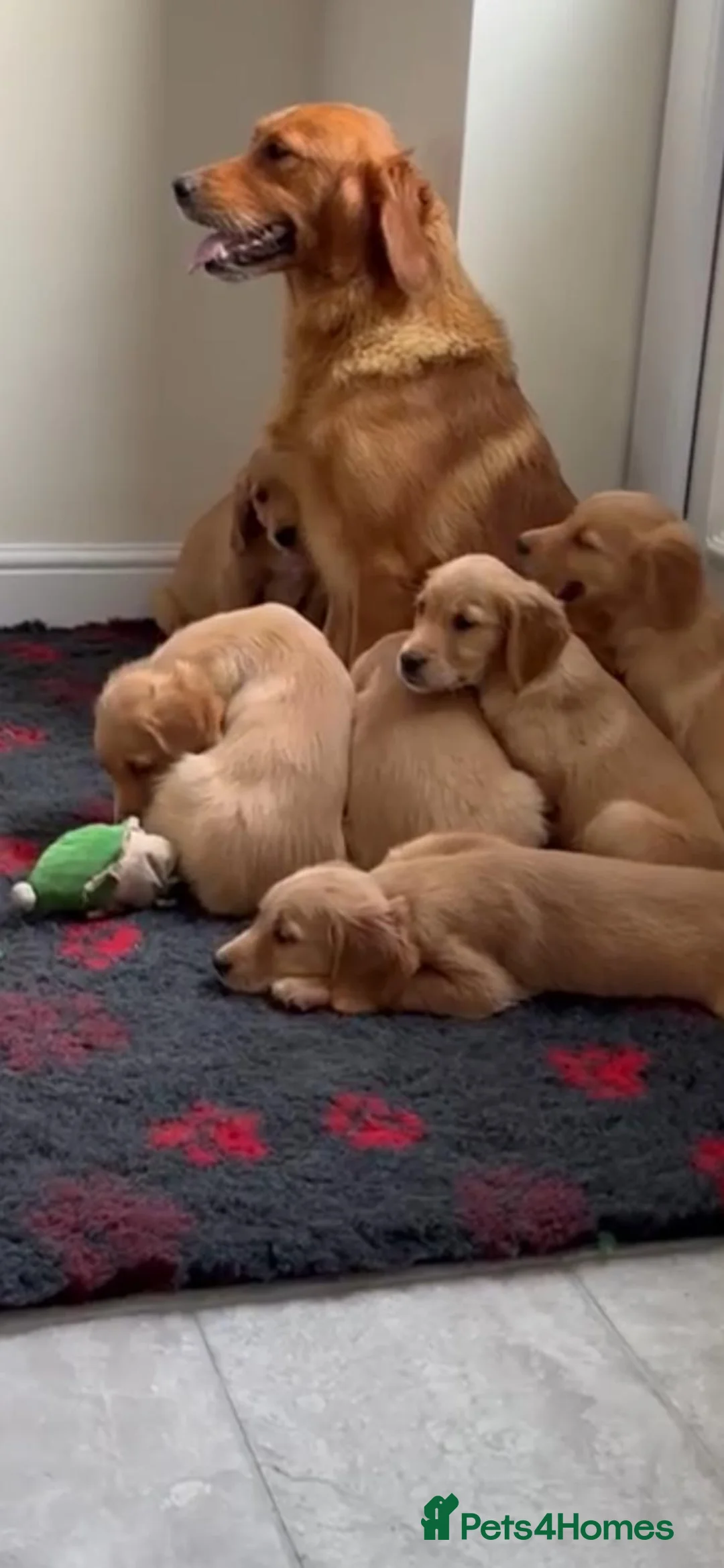 Golden Retriever dogs for sale: Golden retriever puppies  - Advert 1