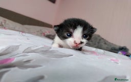 Mixed Breed cats for sale: Stunning kittens - Image 10