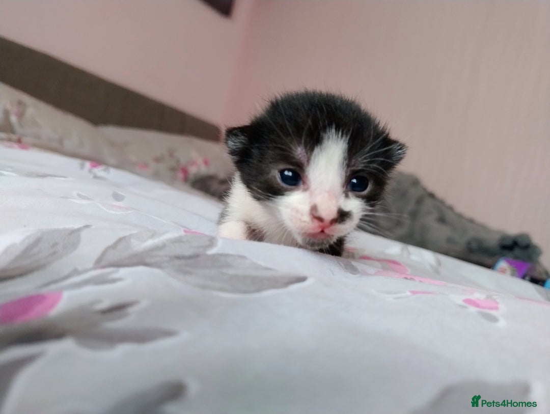 Mixed Breed cats for sale: Stunning kittens - Image 10