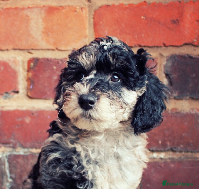 Labradoodle dogs F7 Australian Labradoodle Stunning Girl - Advert 18