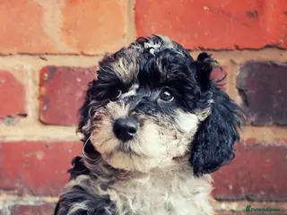 Labradoodle dogs F7 Australian Labradoodle Stunning Girl - Advert 18