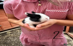 Mixed Breed rabbits for sale: Mixed breed baby bunnies  - Image 3