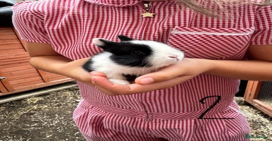 Mixed Breed rabbits - Advert 12