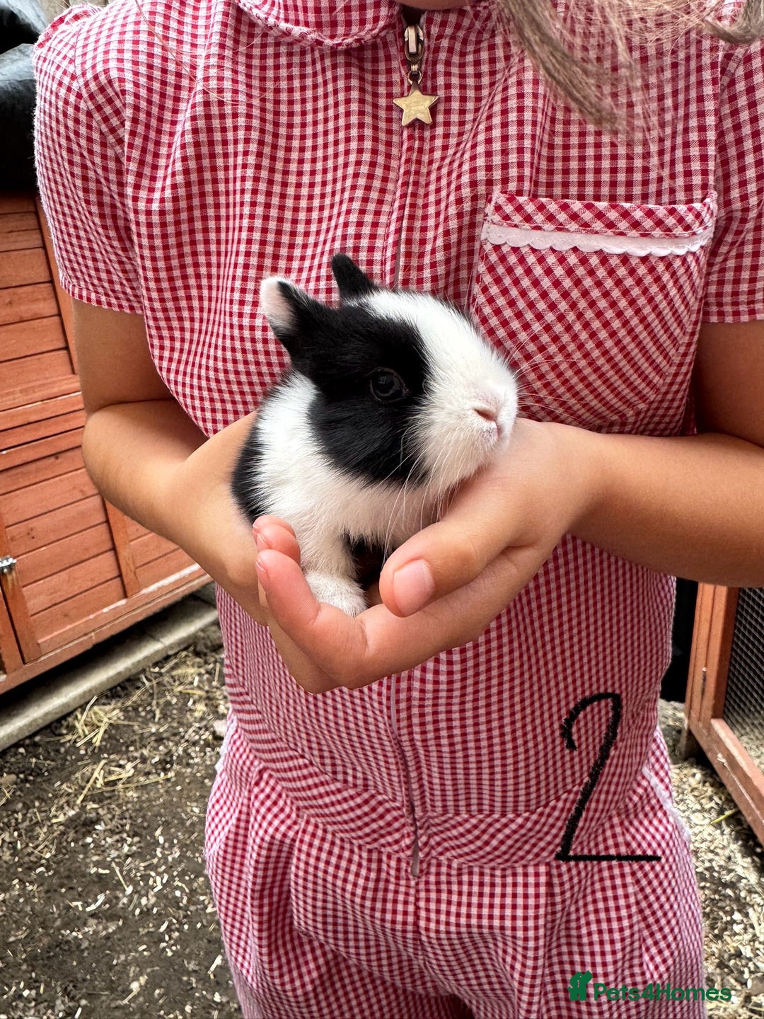 Mixed Breed rabbits for sale: Mixed breed baby bunnies  - Image 3