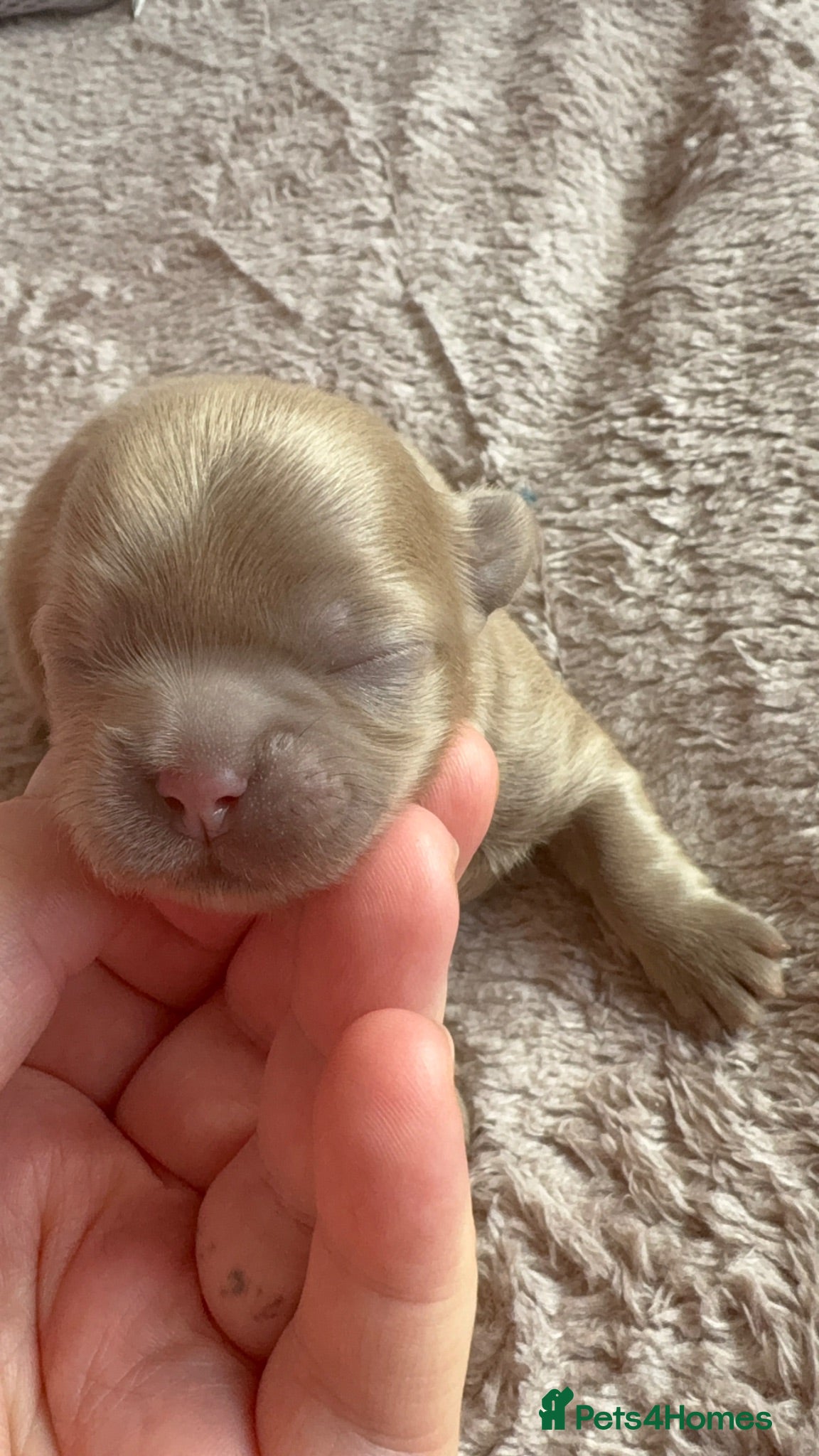 Shih Tzu dogs Kennel Club Registered Health Tested Puppies  - Advert 2