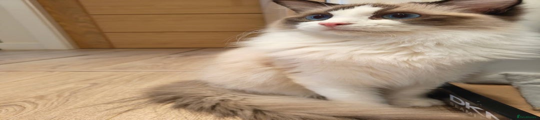 Ragdoll Kitten 1