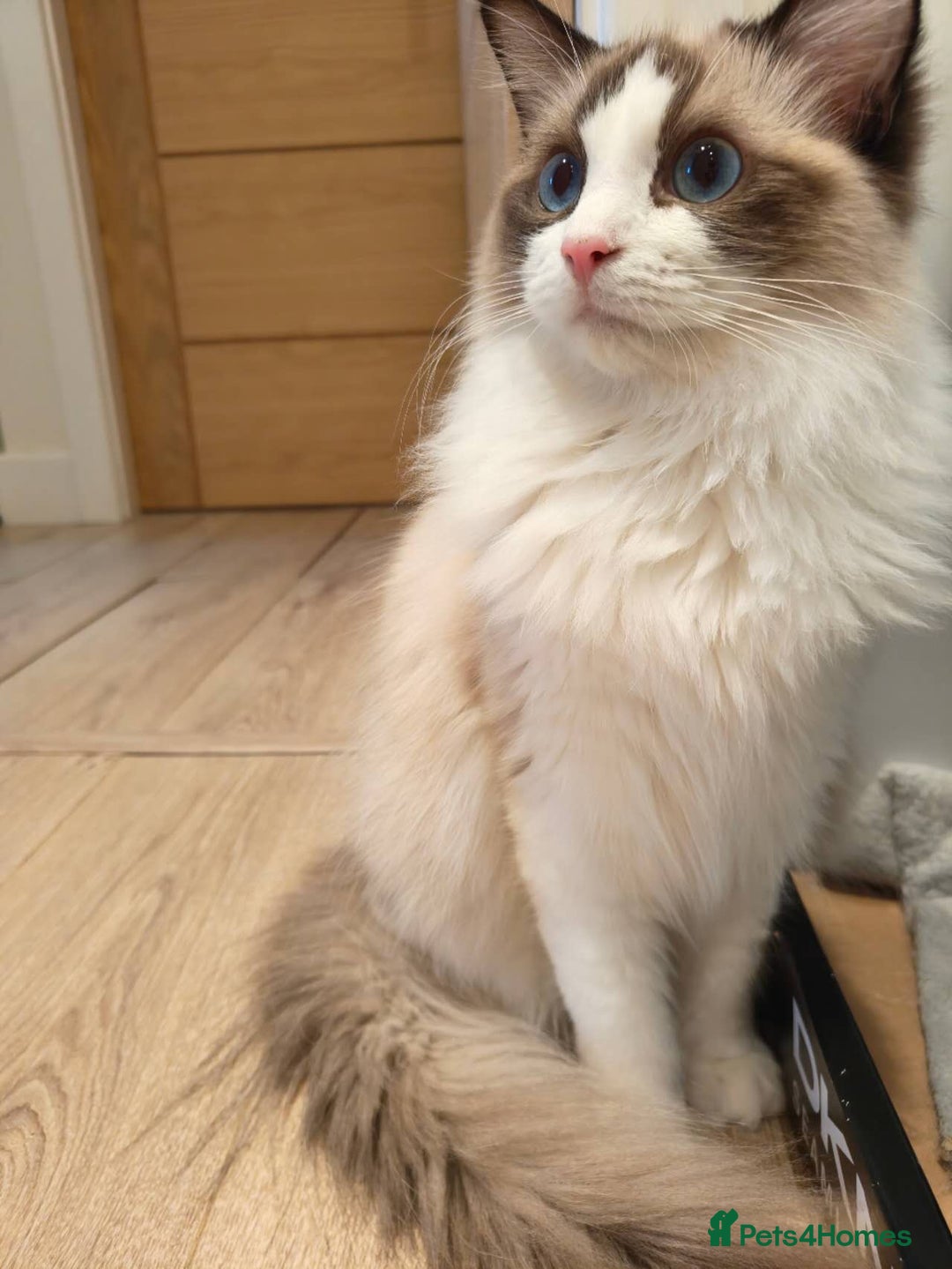 Ragdoll cats for sale: Pure Ragdoll kitten for sale  - Image 2