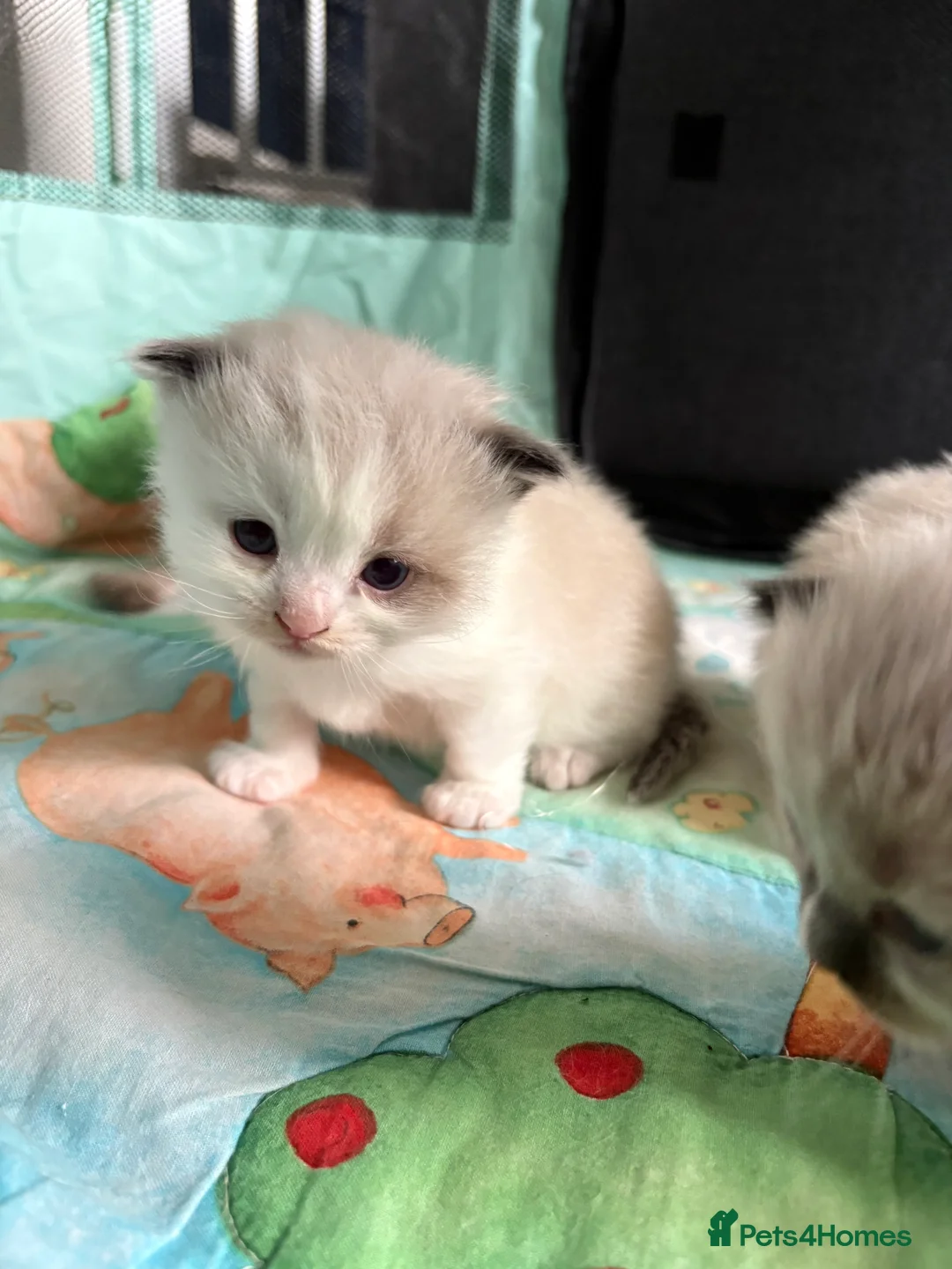 Ragdoll cats for sale: Microchipped Ragdoll Pedigree Kittens in Doncaster - Advert 14