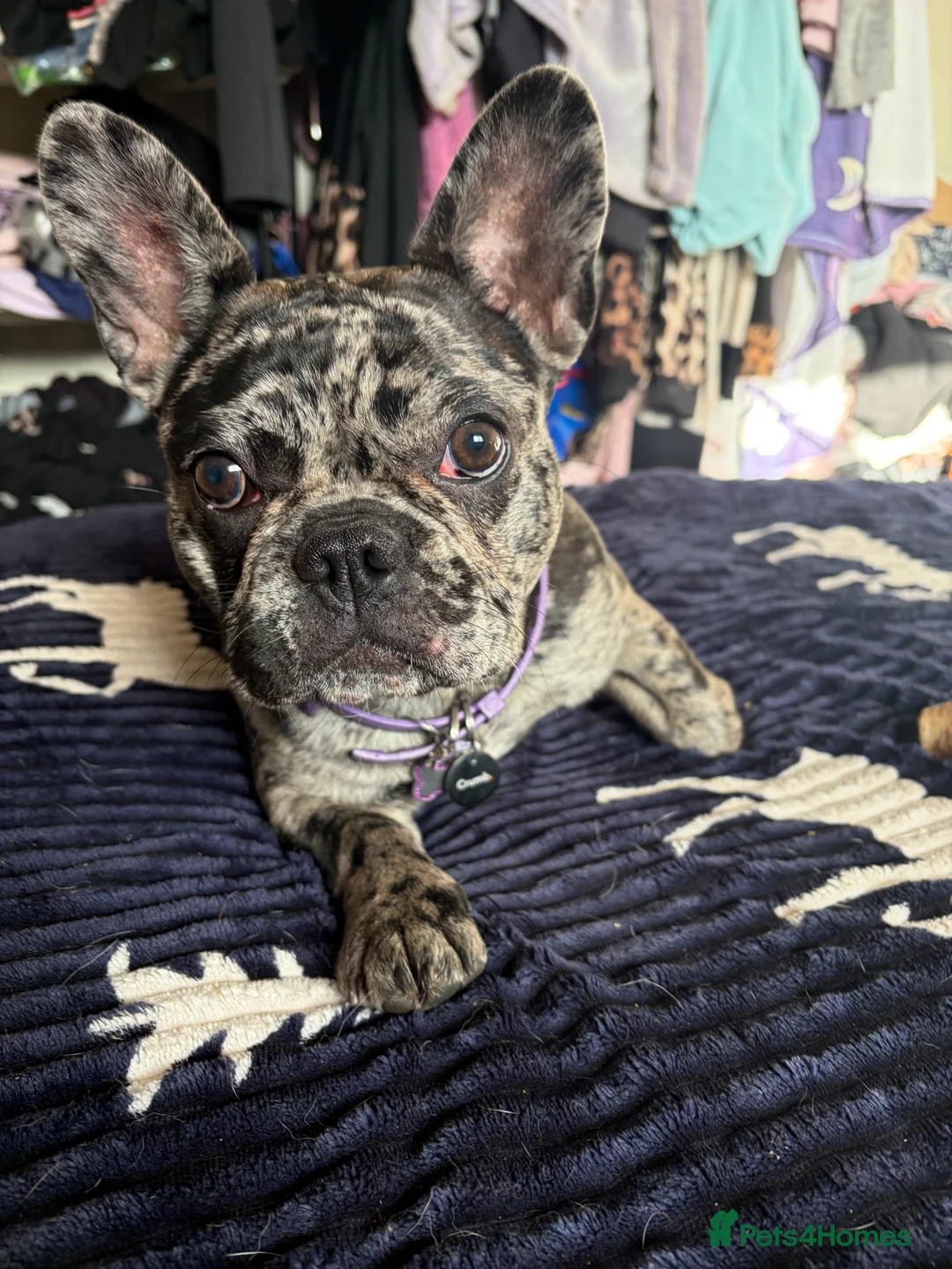 French Bulldog dogs for sale: Lilac Merle French Bull Dog in Barnsley - Advert 3