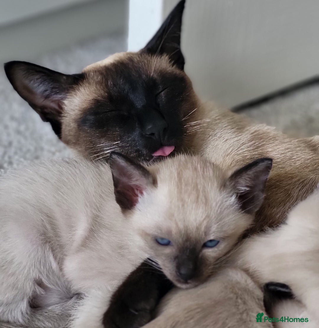 Siamese cats for sale: Old Style Siamese Kittens. Raised with love & care - Image 3