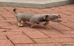 Jack Russell dogs for sale: Jack Russell puppys - Image 7