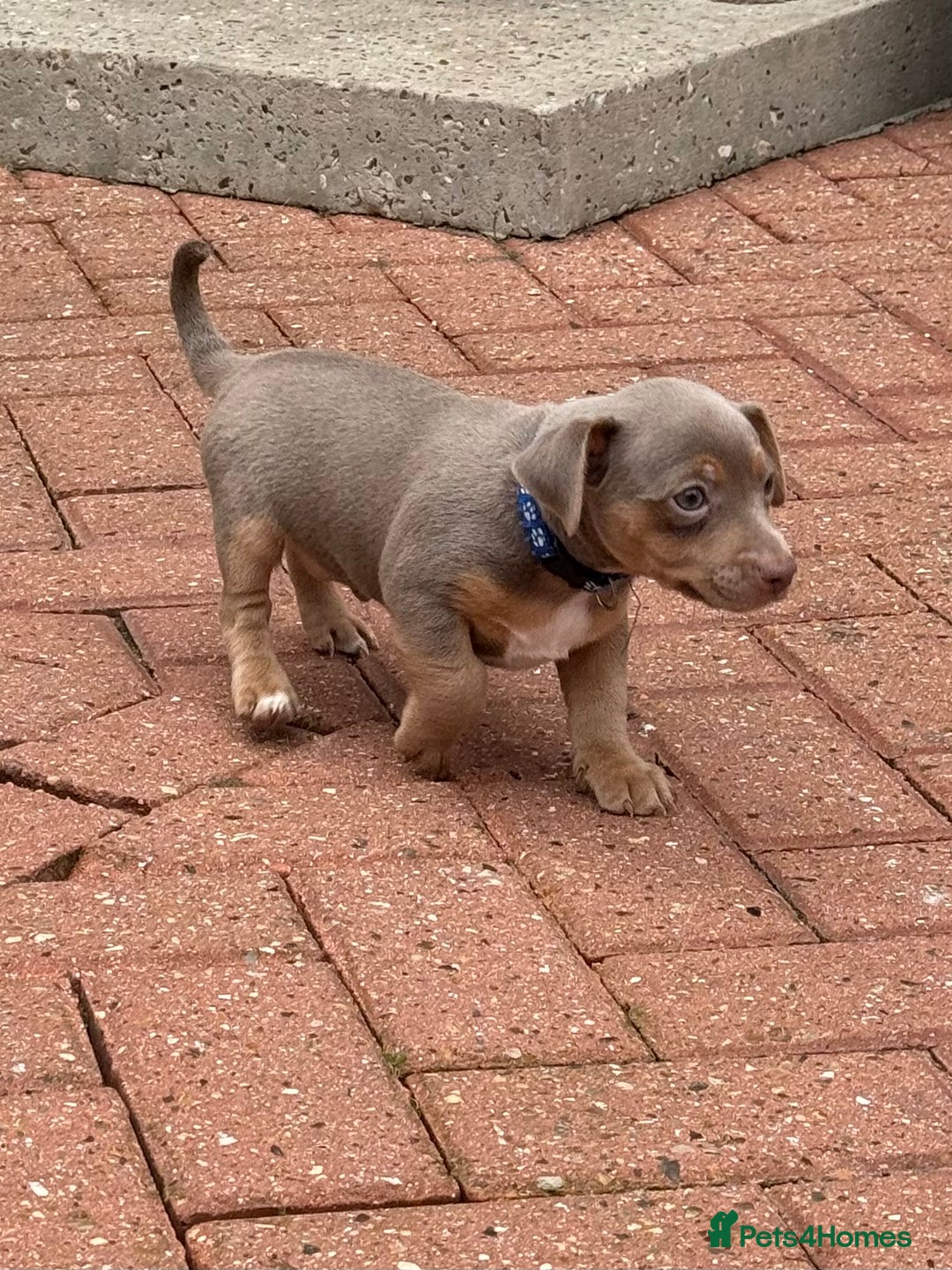 Jack Russell dogs for sale: Jack Russell puppys - Image 7