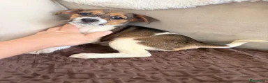 Jack Russell 1