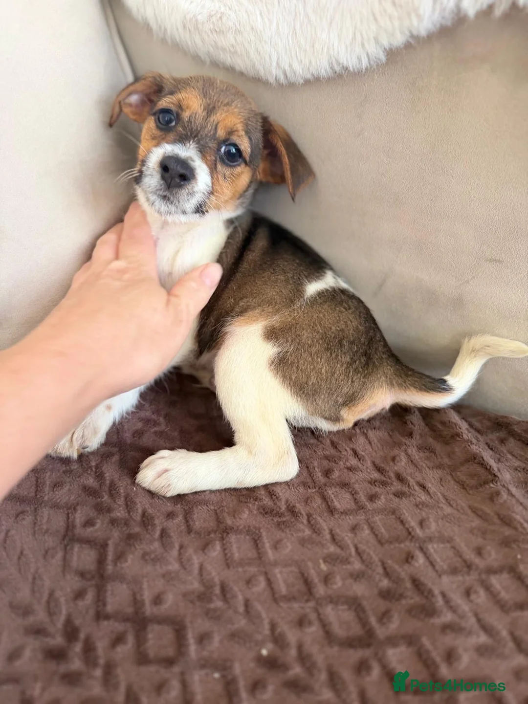 Jack Russell dogs for sale: 4 beautiful jack russells in Basildon - Advert 2