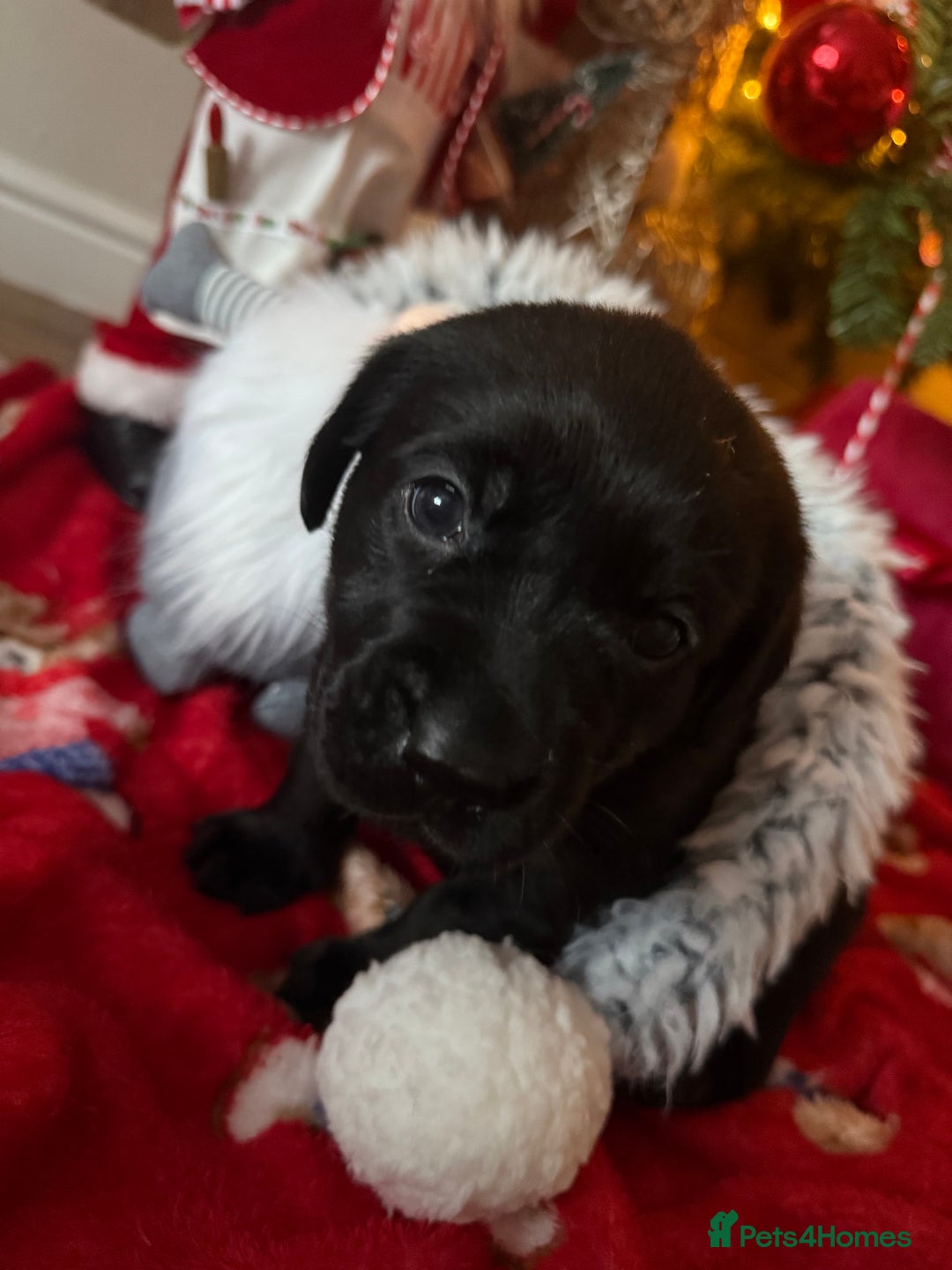 Labrador Retriever dogs for sale: (REDUCED) KC registered Labradors  - Advert 25