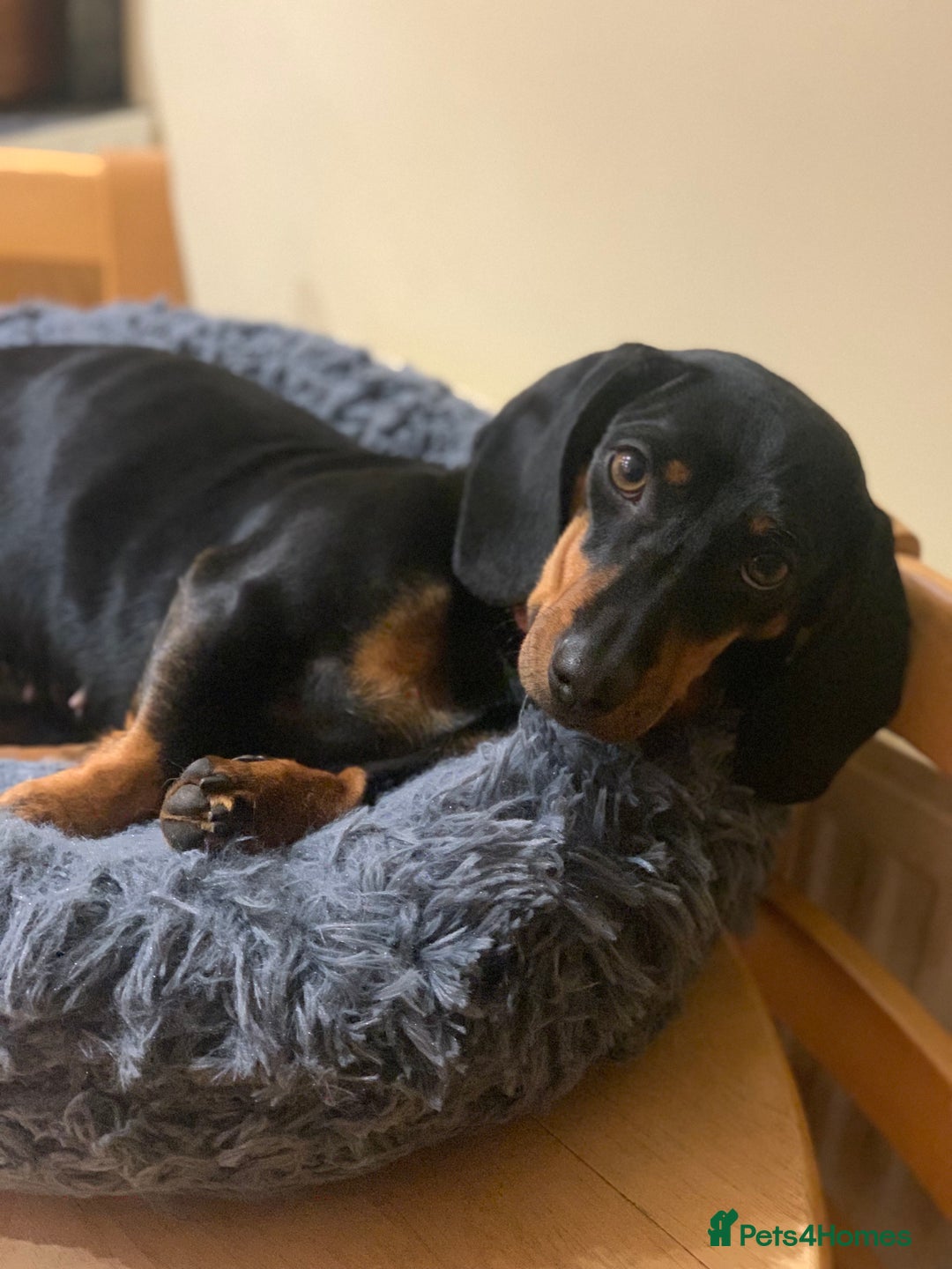 Miniature Dachshund dogs for sale: Miniature Smooth Haired Dachshund Puppies  - Advert 9