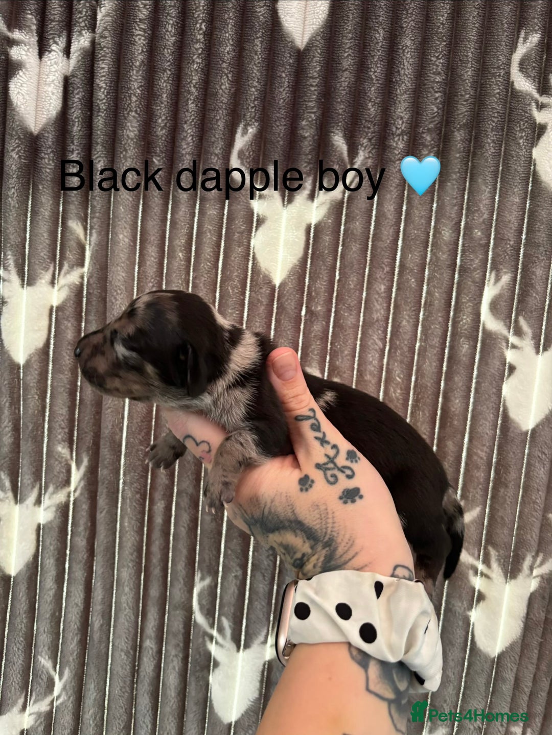 Dachshund dogs for sale: Tweenie dachshund puppies  - Image 7