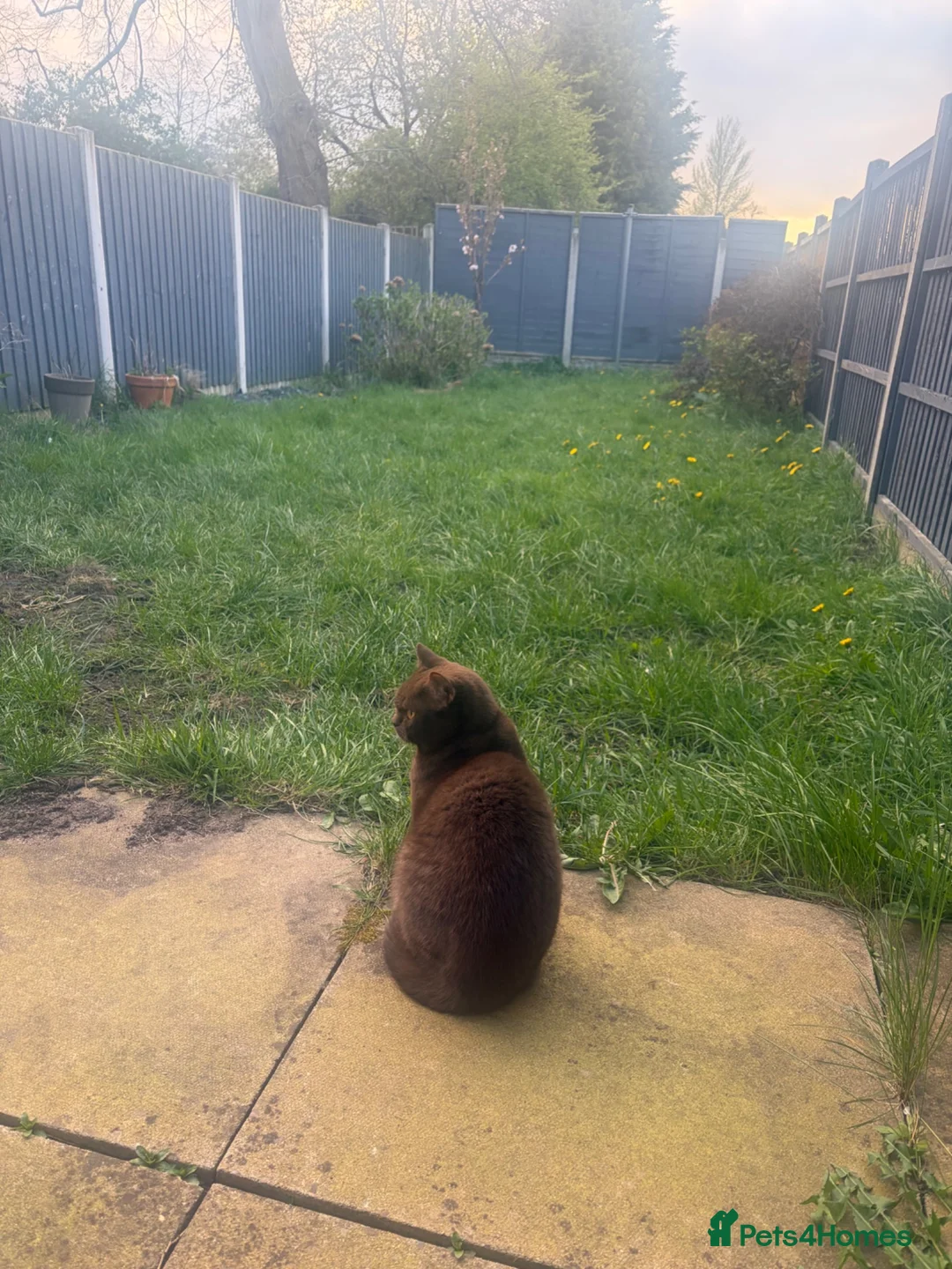 British Shorthair cats for sale: Beautiful cinnamon Cat, 2yr, Female, BSH - Advert 2