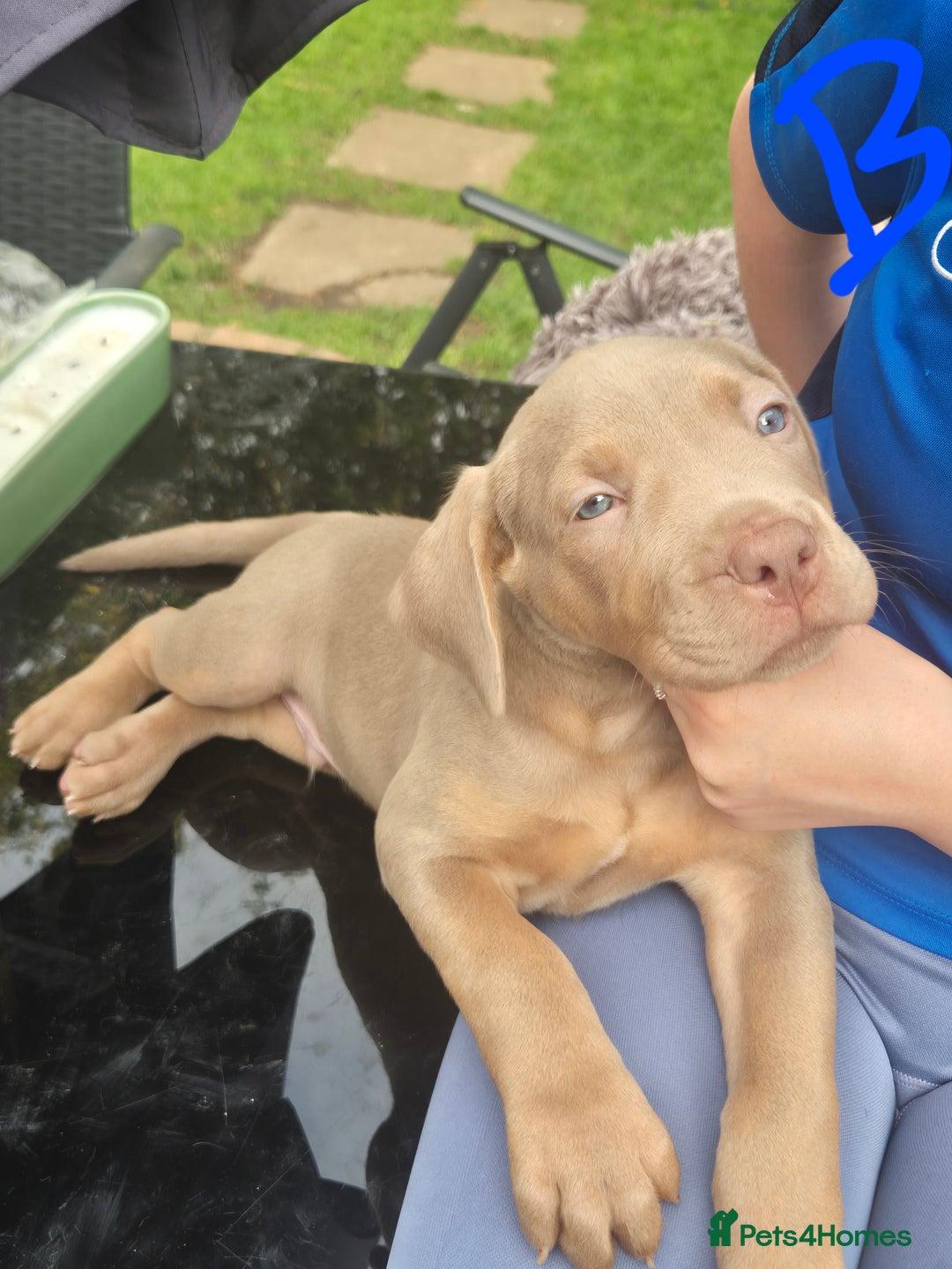 American Bully dogs for sale: American Bully Pups for sale - Image 24