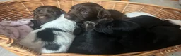 Sprocker dogs for sale: 7 Sprocker Puppies  - Advert 3