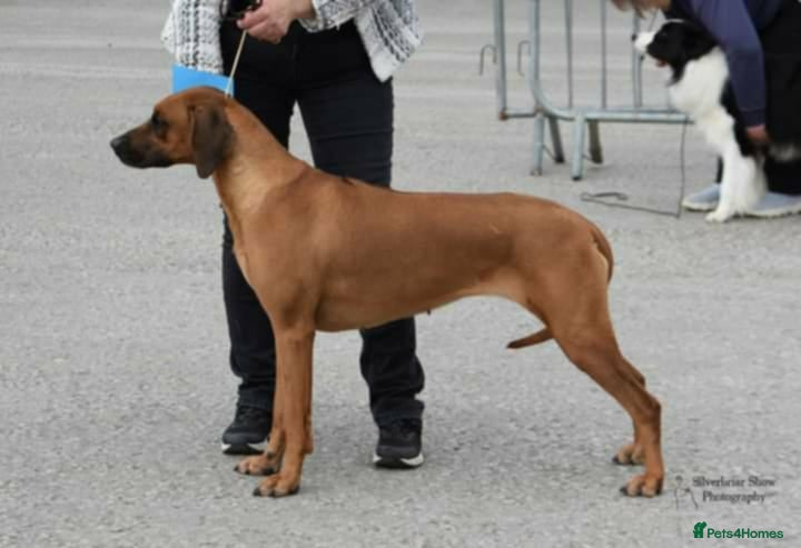 Rhodesian Ridgeback dogs Rhodesian Ridgeback Puppies - Advert 1