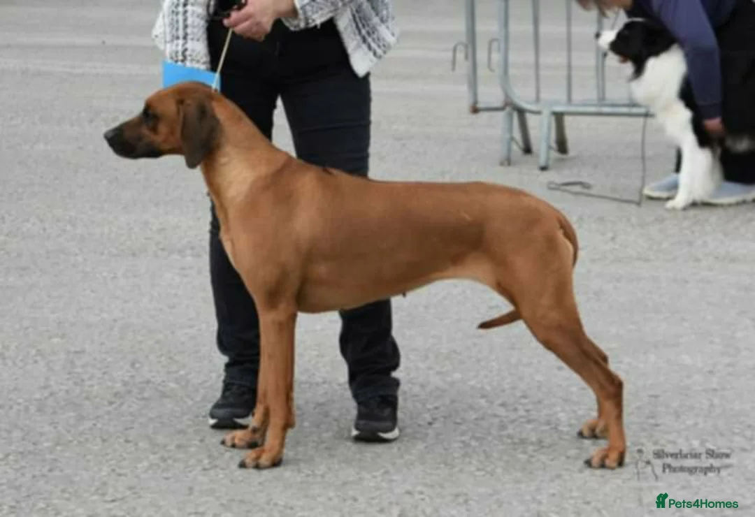 Rhodesian Ridgeback dogs for sale: Rhodesian Ridgeback Puppies in Holyhead - Advert 1