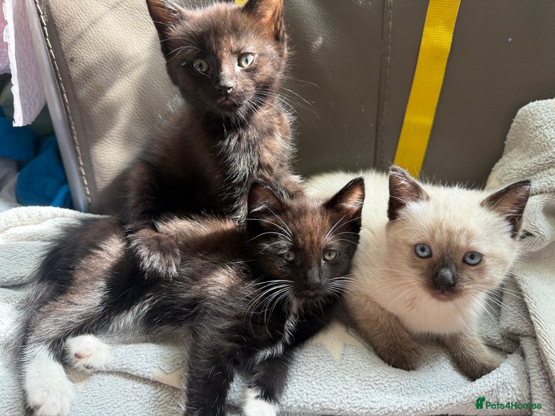 Mixed Breed cats for sale: tuxedo ghost tabby kittens - Image 15