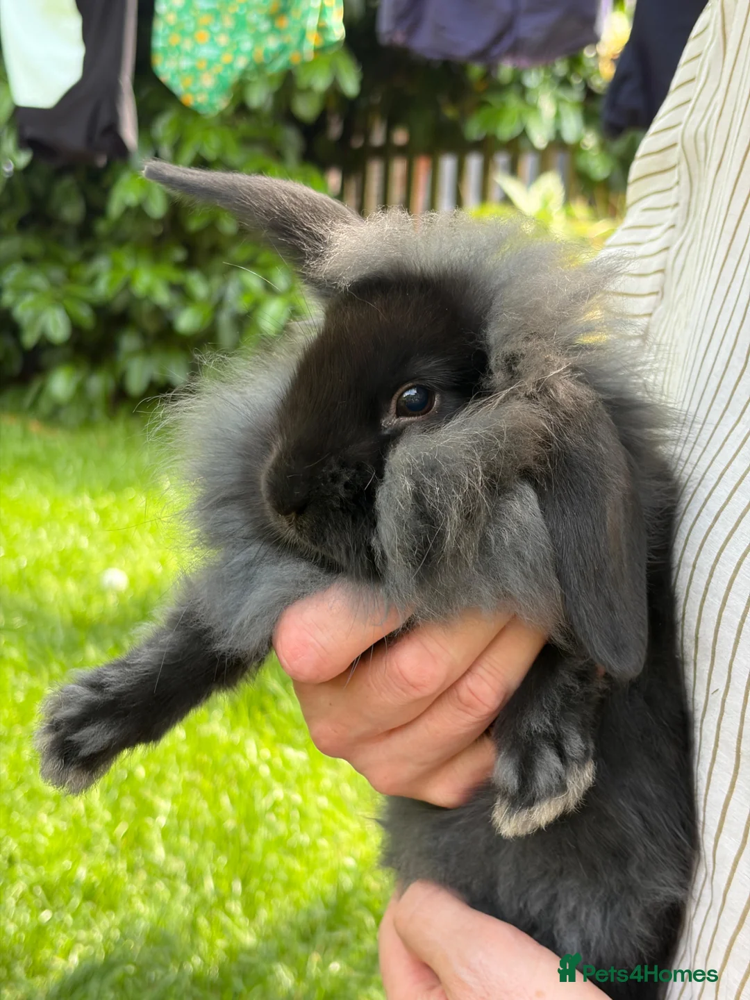 Mixed Breed rabbits for sale: Lop x lion head in London - Advert 11