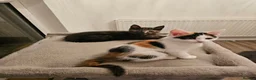 Mixed Breed cats for sale:  mix breed 3 girls  - Advert 10
