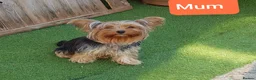 Yorkshire Terrier dogs for sale: Yorkshire terrier puppies 1  boy 12 weeks old  - Advert 15