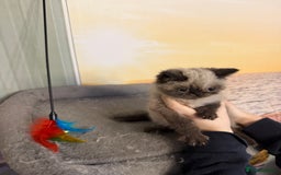 Exotic cats for sale: Exotic  - Advert 3