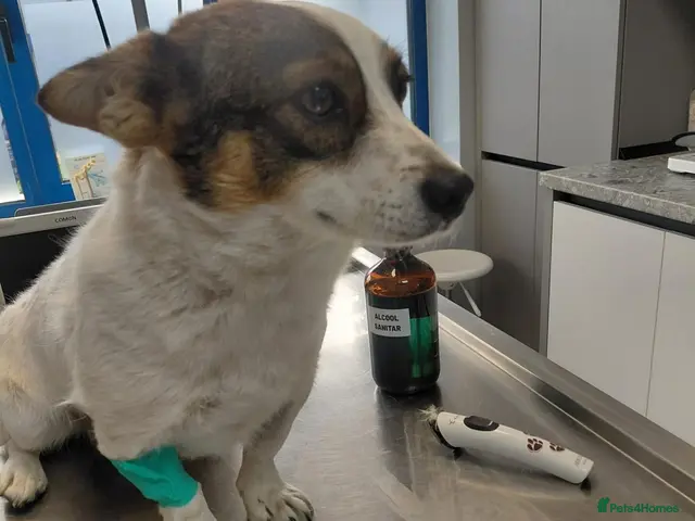 Mixed Breed dogs for adoption: 🐾🤍🤎 JESSY – LITTLE DOG, LOTS OF LOVE 🤎🤍🐾 - Advert 2
