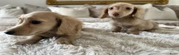 Miniature Dachshund dogs for sale: 👑✨MINI LONG HAIRED CREAMS✨👑 KC ✨ HEALTH TESTED ✨ - Advert 5