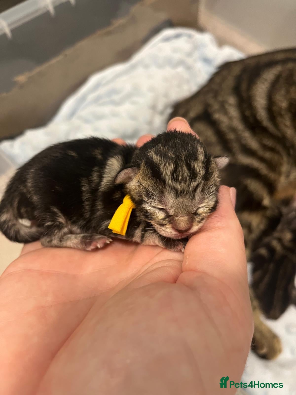 Domestic Shorthair cats rescue kittens all tabby ready to be reserved  - Advert 12