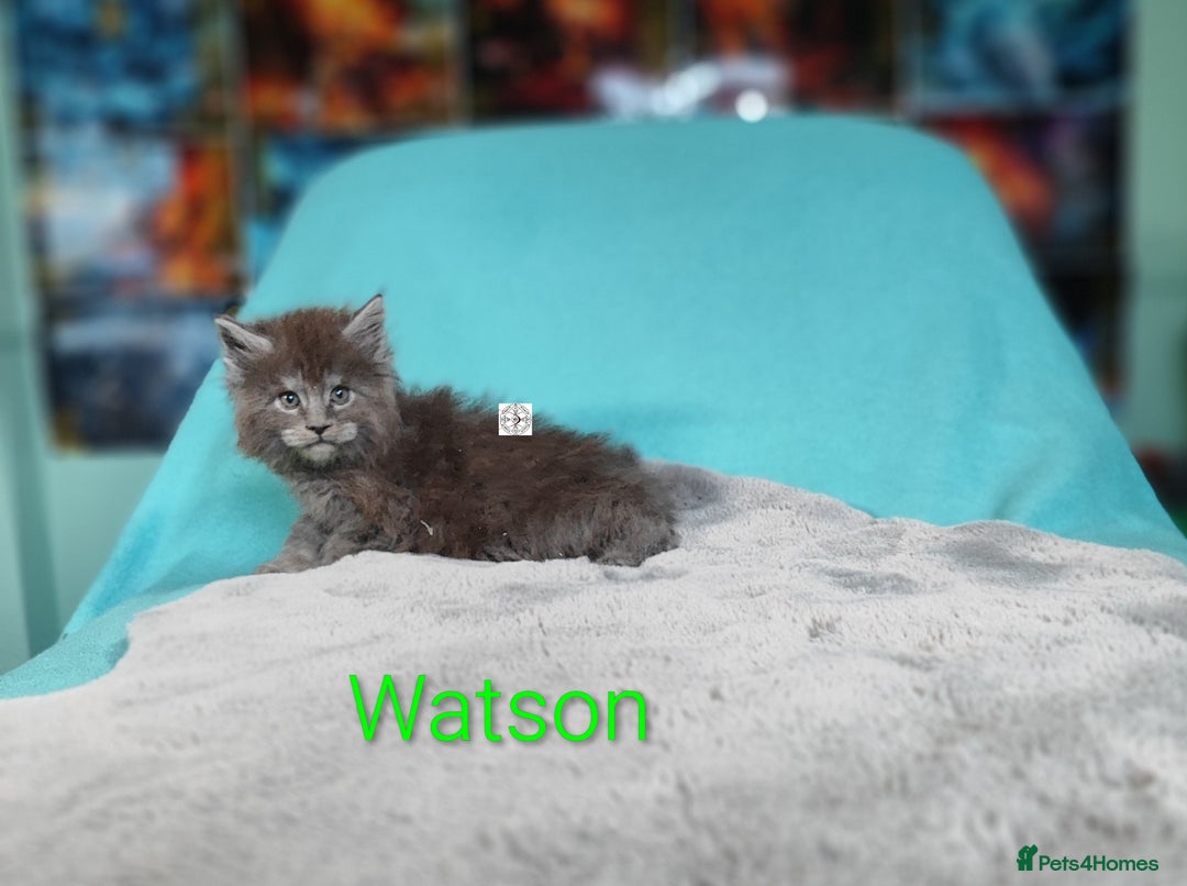Maine Coon cats for sale: XXL beautiful pedigree kittens  - Advert 2