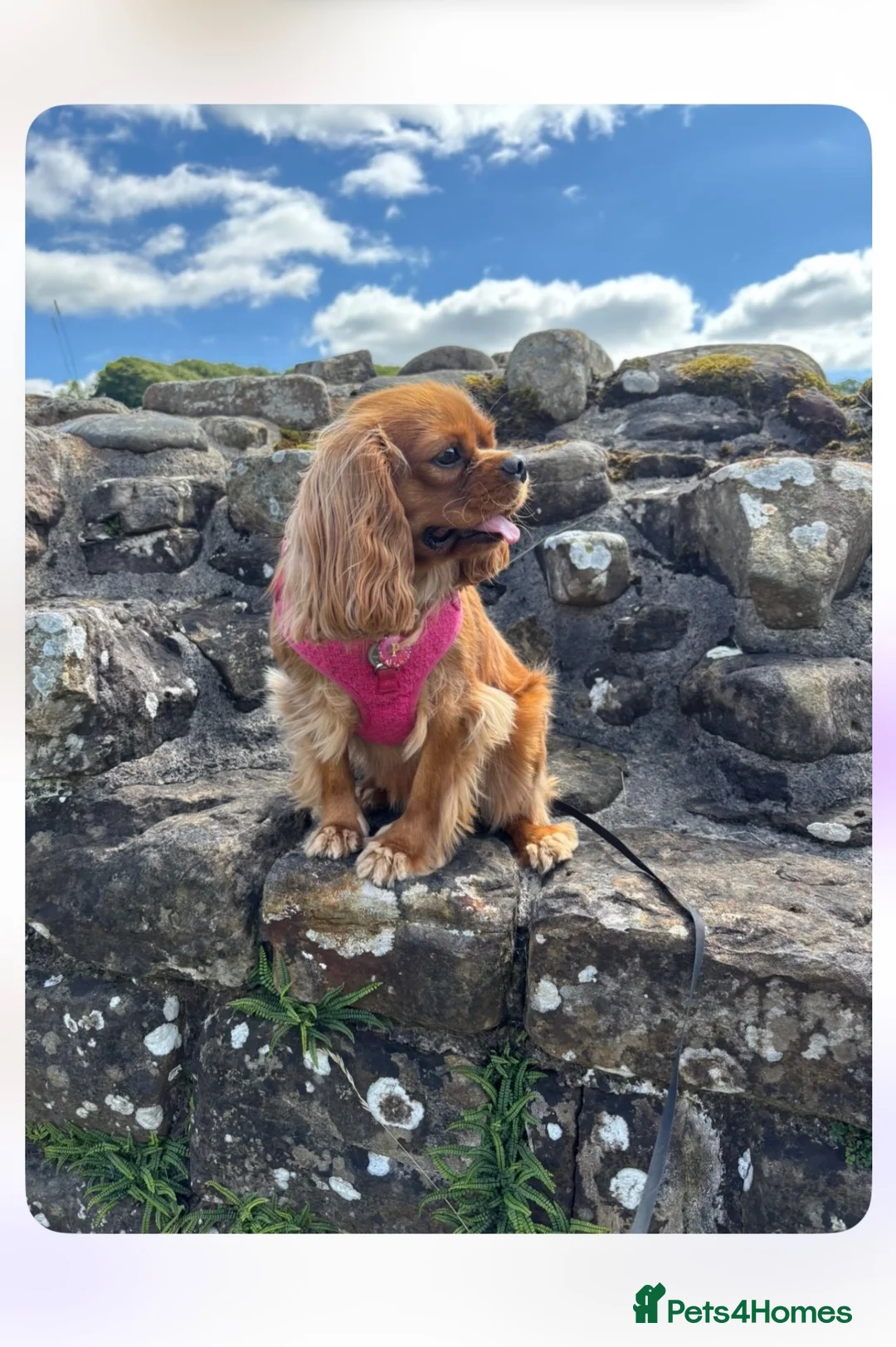 Cavalier King Charles Spaniel dogs for sale: We have two deep red Cavaliers available - Advert 2