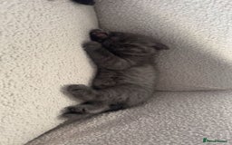 Scottish Fold cats for sale: Pure Scottish Fold Kittens Ready to Leave Soon - Image 7