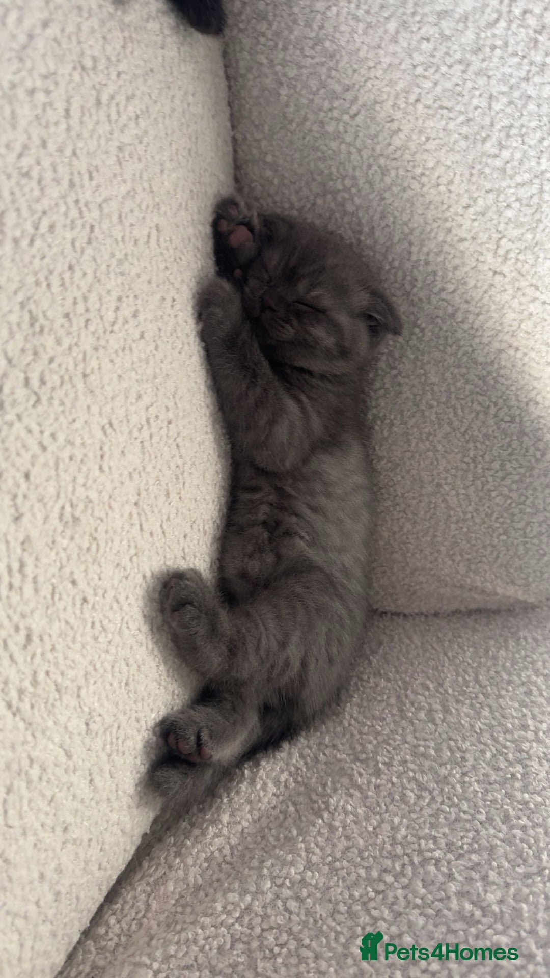 Scottish Fold cats for sale: Pure Scottish Fold Kittens Ready to Leave Soon - Image 7