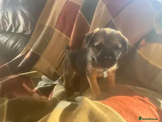 Border Terrier dogs Beautiful Border Terrier puppies - Advert 5