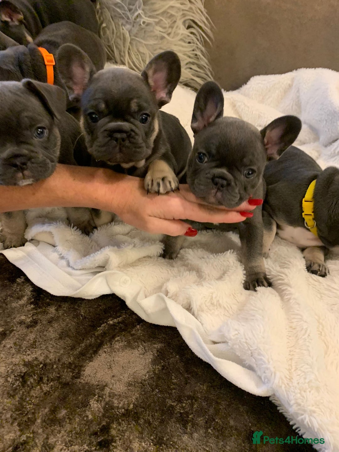 French Bulldog dogs for sale: Beautiful French Bulldogs  - Image 4