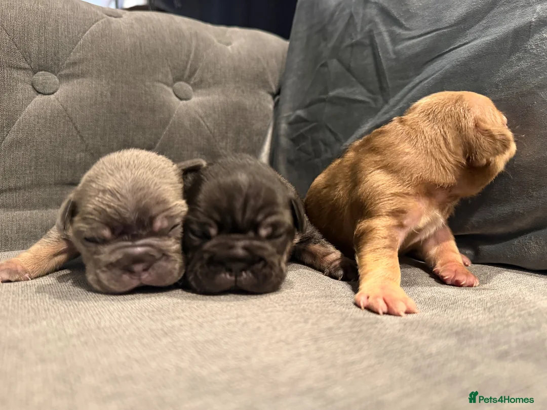 French Bulldog dogs for sale: French bulldog puppies - Advert 8