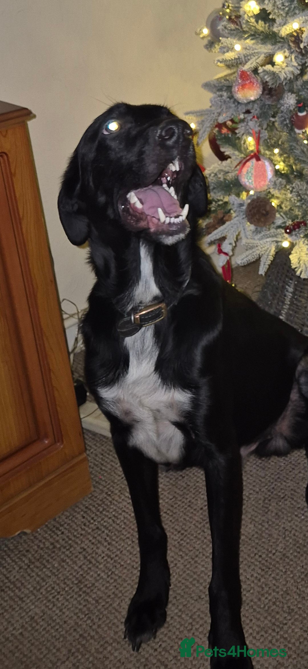 Mixed Breed dogs for sale: Mr pickle - Image 7