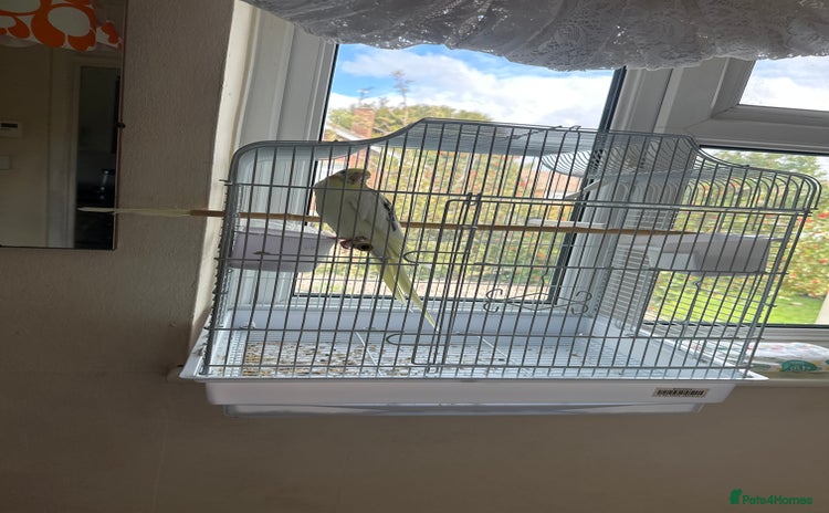 Cockatiels birds - Advert 1