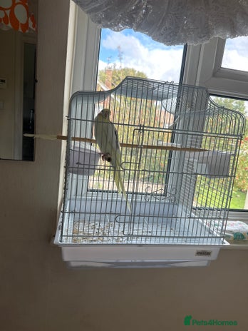 Cockatiels birds - Advert 3