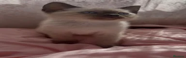 Pointed Female