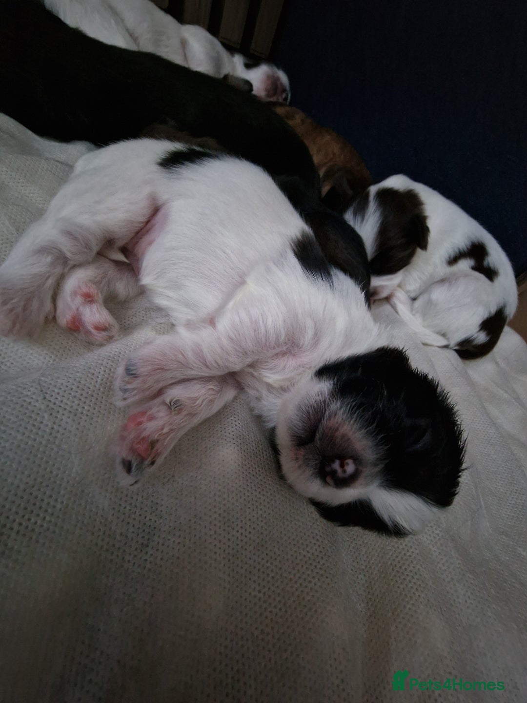 Lhasa Apso dogs for sale: 6 puppies  4 girls 2 boys - Image 4