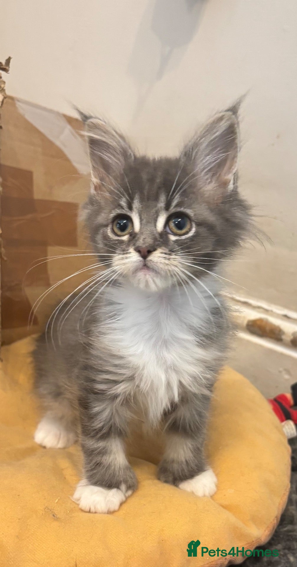 Maine Coon cats Beautiful polydactyl Maine coon kittens  - Advert 2