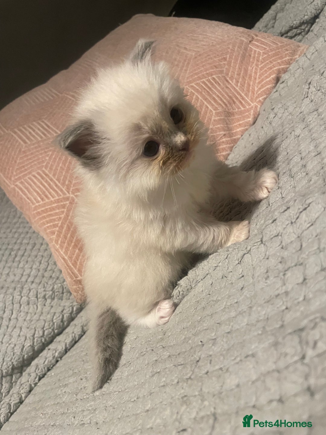 Ragdoll cats for sale: BEAUTIFUL FULL PEDIGREE RAGDOLL KITTENS - Advert 12