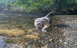 American Bully dogs for sale: Pocket bullly , 9 months  - Image 2
